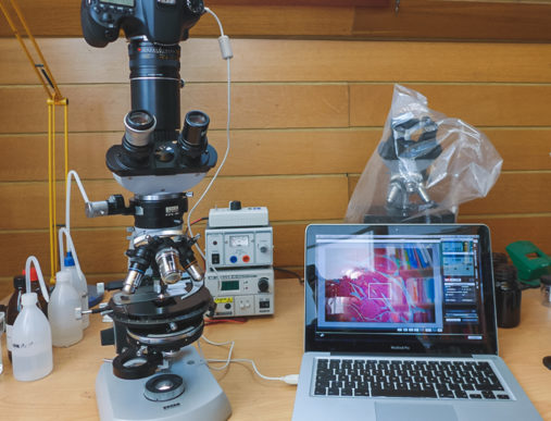 how do digital microscopes work