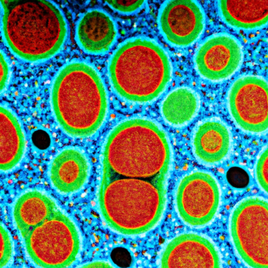 Exploring the Key Features of a Digital Microscope - Digital ...